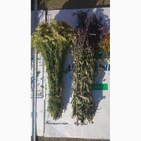 Веники дубовые и лекарственные травы