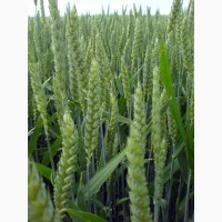 Закупаем фуражное зерно: пшеница оптом от 60 тонн
