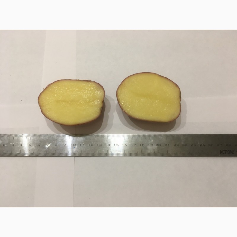 Фото 4. Картофель оптом от производителя 7р/кг