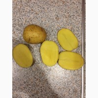 Картофель оптом от производителя 7р/кг