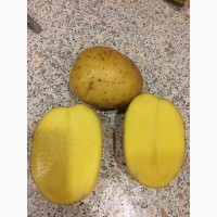 Картофель оптом от производителя 7р/кг
