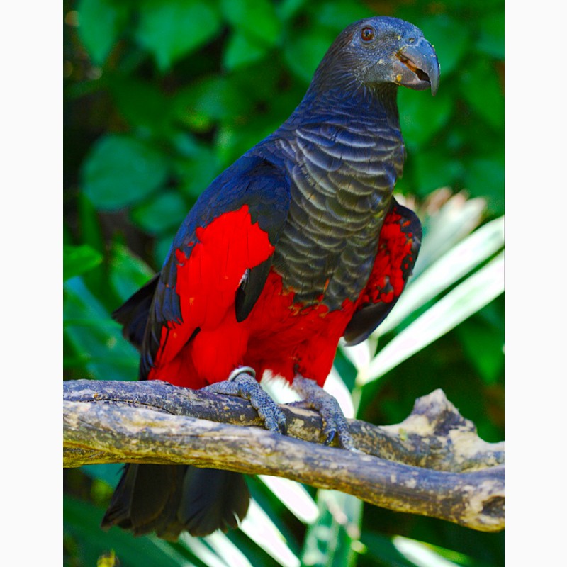 Грифовый или щетиноголовый попугай - ручные птенцы из питомника