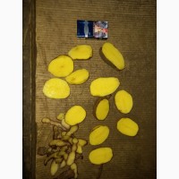 Картофель 5+ оптом от производителя от 23руб/кг
