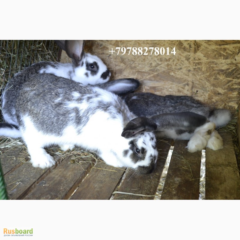 Фото 7. Продаю кроликов на племя. Бахчисарайский район, село Голубинка