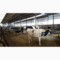 Продажа коров дойных, нетелей молочных пород в Молдавии