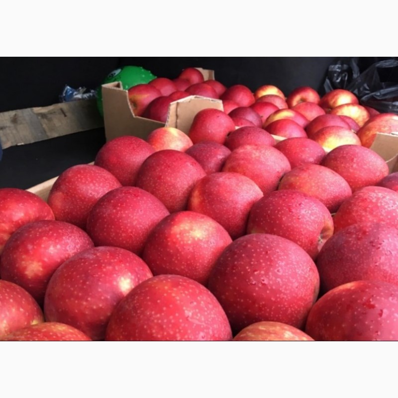 Купить яблоки от производителя. Яблока Элиста. Семь яблок магазин в Элисте. Магазин закупает яблоки на двух оптовых базах. Фото Джанаголд фото.