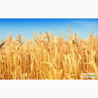 Продажа пшеницы 5 класса (фураж)