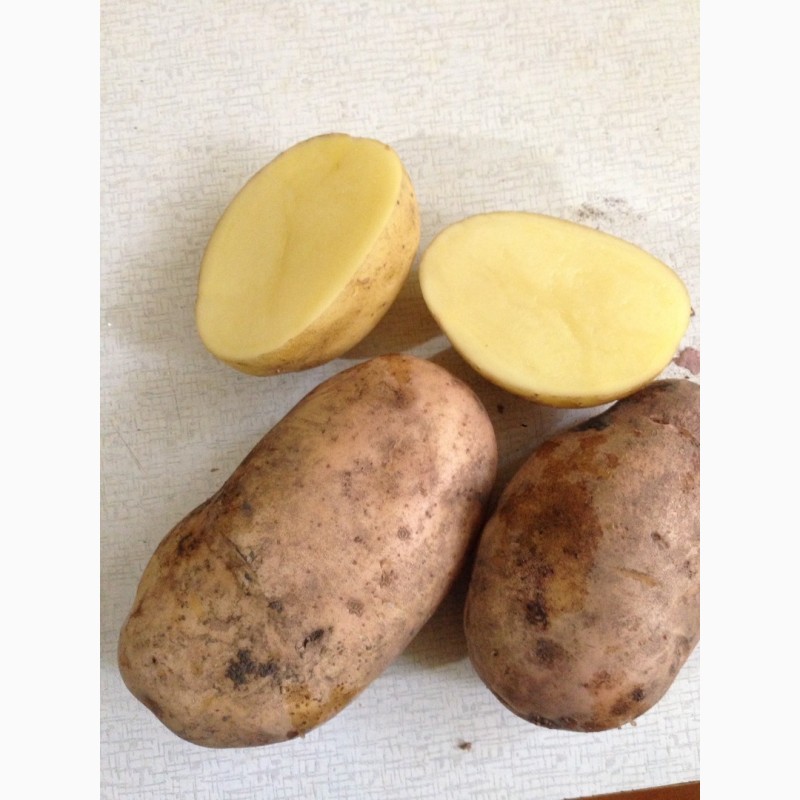 Фото 2. Купим картофель урожай 2018 года