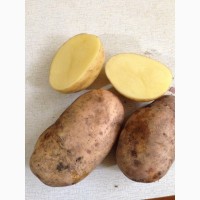 Купим картофель урожай 2018 года