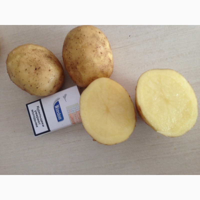 Фото 3. Купим картофель урожай 2018 года