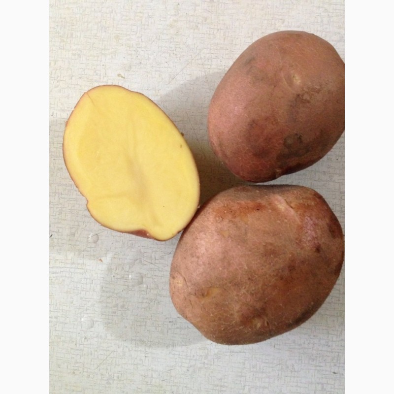 Фото 4. Купим картофель урожай 2018 года