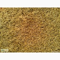 ООО НПП «Зарайские семена» закупает фуражное зерно овес от 60 тонн