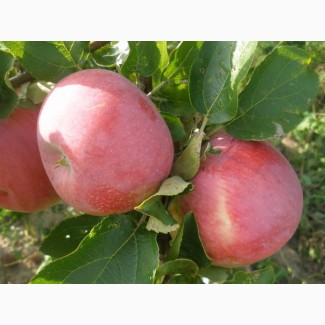 Яблоко оптом.от 10 тонн 1-2 сорт.Со своего сада