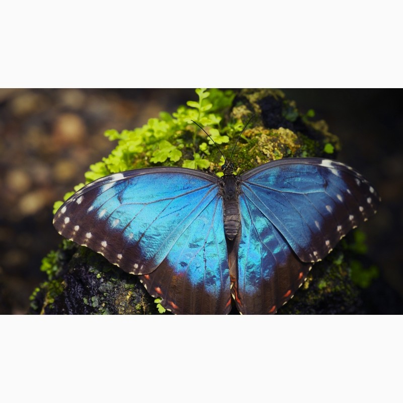 Фото 1/3. Продажа Живых тропических бабочек из Коскта Рикки более 30 Видов