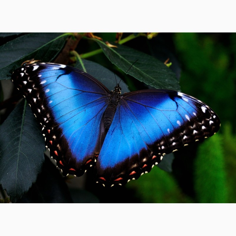 Фото 3/3. Продажа Живых тропических бабочек из Коскта Рикки более 30 Видов