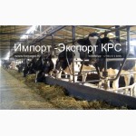 Продажа коров дойных, нетелей молочных пород в Туркмении