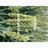 Семена озимой пшеницы Этюд ЭС/РС1