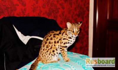 Фото 1/1. АЛК азиатский леопардовый кот продам котят