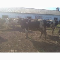 Коровы дойные черно-пестрые