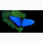 Продажа Живых тропических бабочек из Кении более 30 Видов