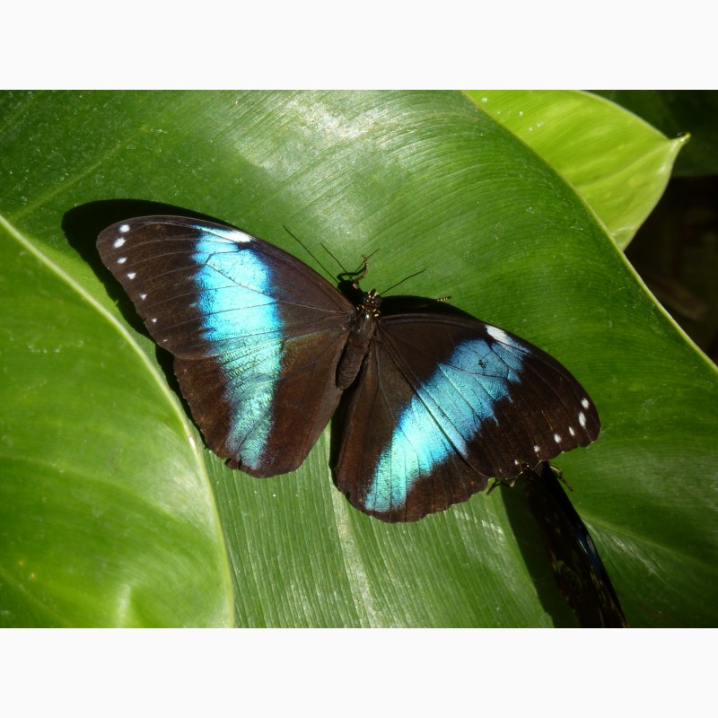 Фото 2. Продажа Живых тропических бабочек из Коскта Рикки более 30 Видов