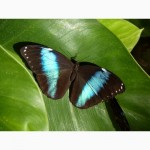 Продажа Живых тропических бабочек из Коскта Рикки более 30 Видов