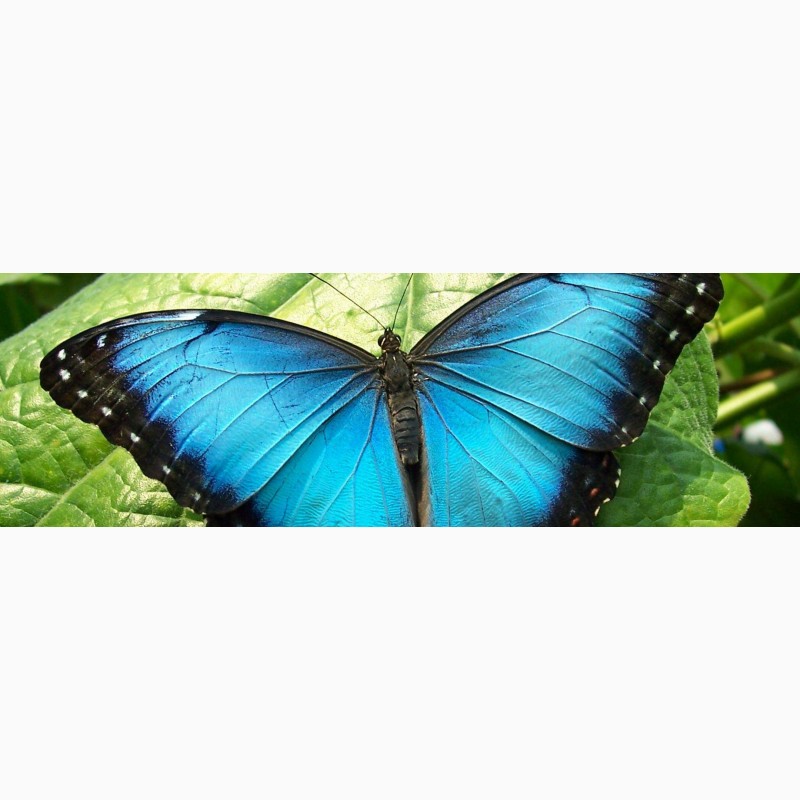 Фото 1/2. Продажа Живых тропических бабочек из Южной Америки более 30 Видов
