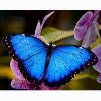 Продажа Живых тропических бабочек из Коскта Рикки более 30 Видов