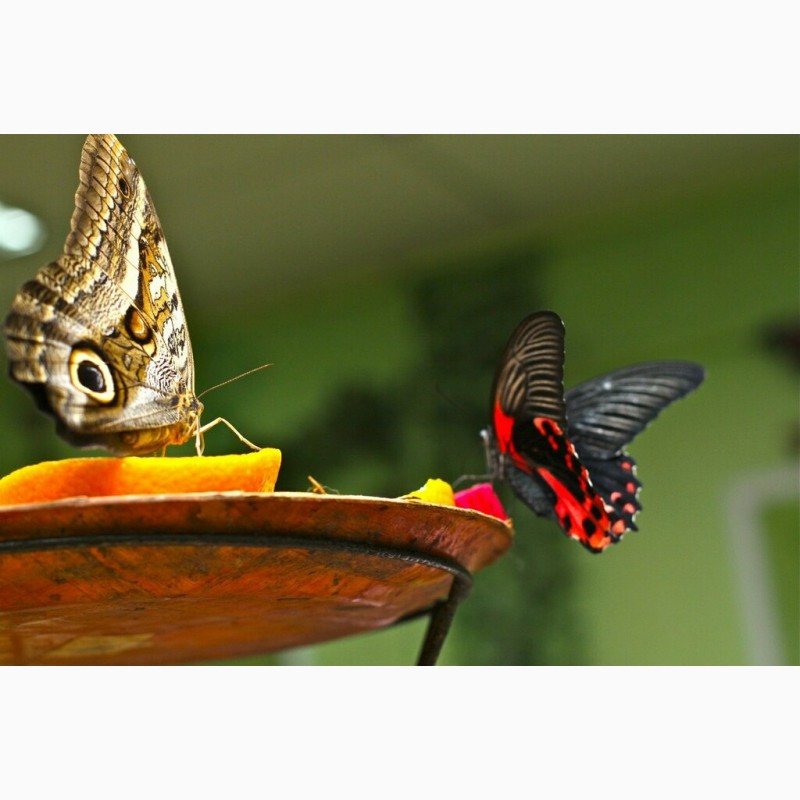 Фото 2. Живые тропические бабочки Зимой и Летом, Удивите ваших близких