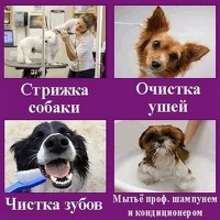 Стрижка собак и кошек Москва Измайлово