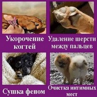 Стрижка собак и кошек Москва Измайлово