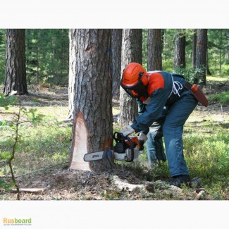 Санитарная вырубка деревьев (пилка, резка, рубка деревьев)