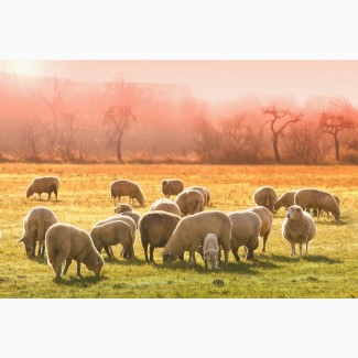 Продаю овец мясных пород живым весом с откорма. 140 руб/кг