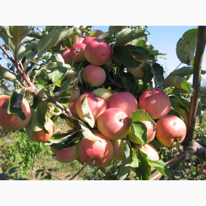 Фото 3. Саженцы яблони оптом и в розницу от производителя