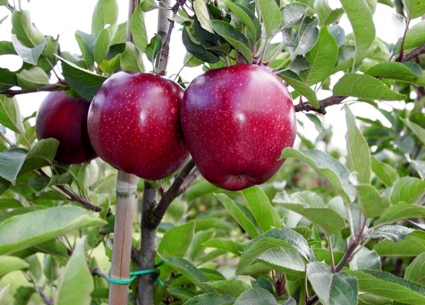 Фото 5. Саженцы яблони оптом и в розницу от производителя