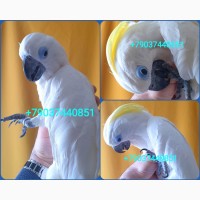 Синеочковый какаду (Cacatua ophthalmica) птенцы из питомника