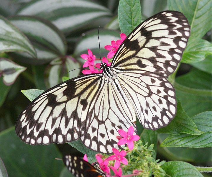 Фото 1/3. Живые тропические бабочки Зимой и Летом, Удивите ваших близких