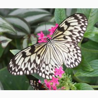 Живые тропические бабочки Зимой и Летом, Удивите ваших близких