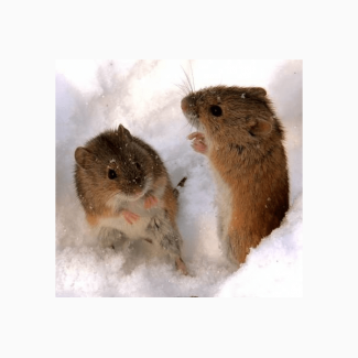Средство от мышей и крыс Бактокумарин