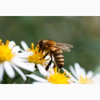 Продам пчеломаток из Беларуси