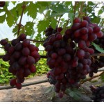 Саженцы и черенки винограда почтой по всем регионам
