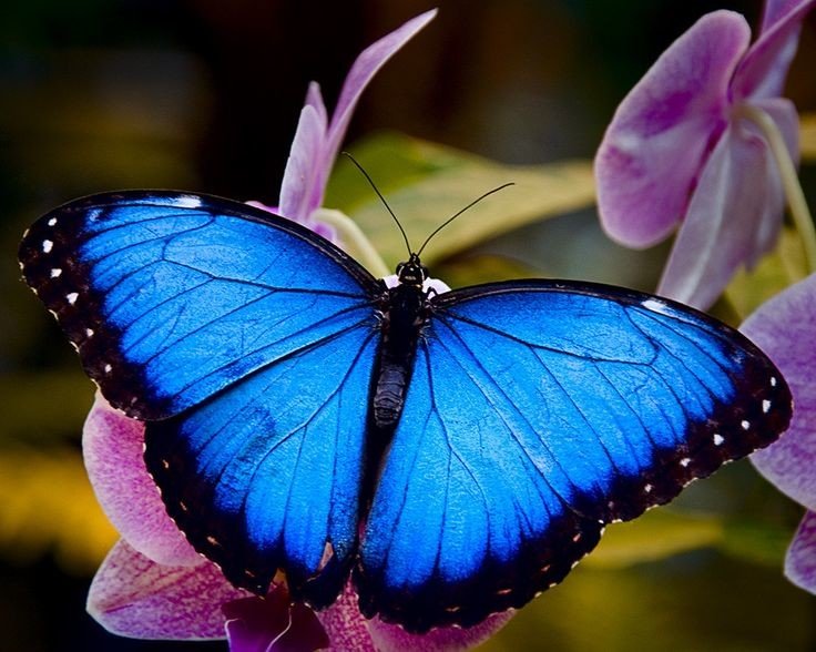 Фото 1/3. Продажа Живых тропических бабочек изФилиппин более 30 Видов