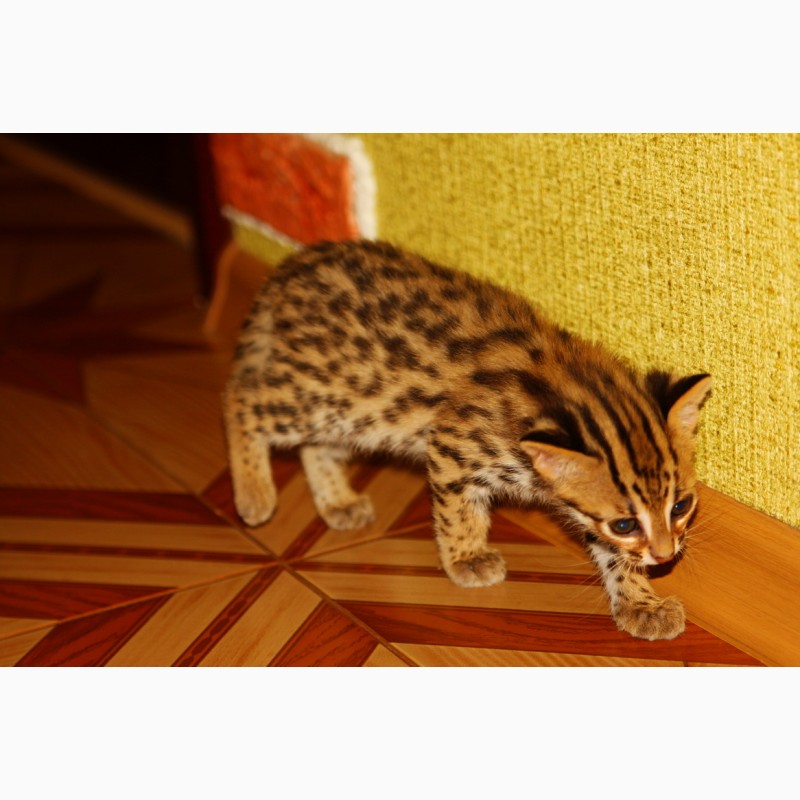 Фото 1/3. Азиатский леопардовый кот. алк