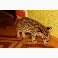 Азиатский леопардовый кот. алк