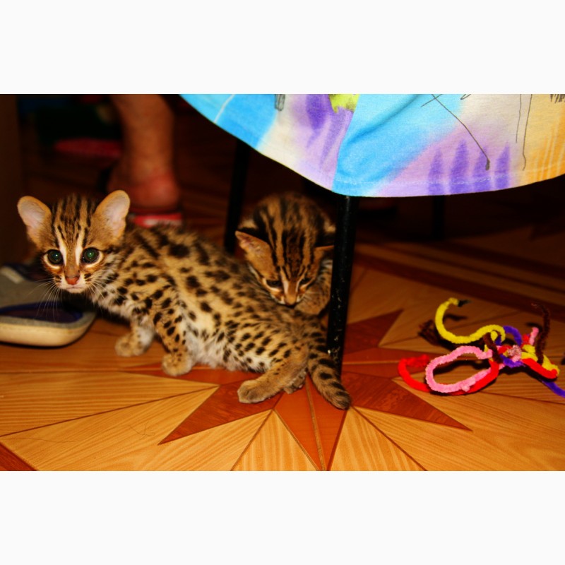 Фото 2/3. Азиатский леопардовый кот. алк