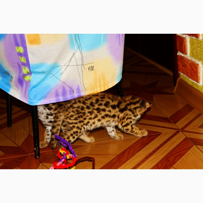 Фото 3/3. Азиатский леопардовый кот. алк