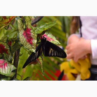 Высоко доходный бизнес ферма Живых Тропических Бабочек из Филиппин