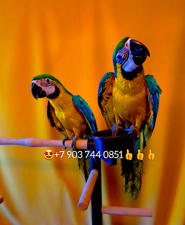 Сине желтый ара ручные птенцы из питомника