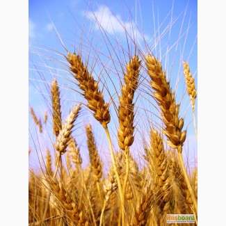 Семена мягкой яровой пшеницы