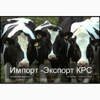 Продажа коров дойных, нетелей молочных пород в Белоруссии